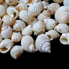 Nassarius Reticulatus Natural Sea Shell For Craft Art Decor approx650 Pc 1 Pound