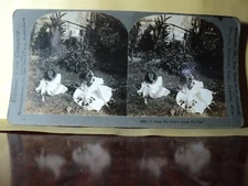 Keystone #9525 Stereoview Girls Picking Flowers almost Stung by Bee