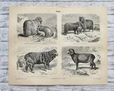 Schafe Heidschnucke Negretti Rasse 1889 Meyers Konversationslexikon Holzstich