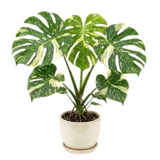 Variegated Thai Constellation Monstera Live Plant, 4-6 Inches Tall