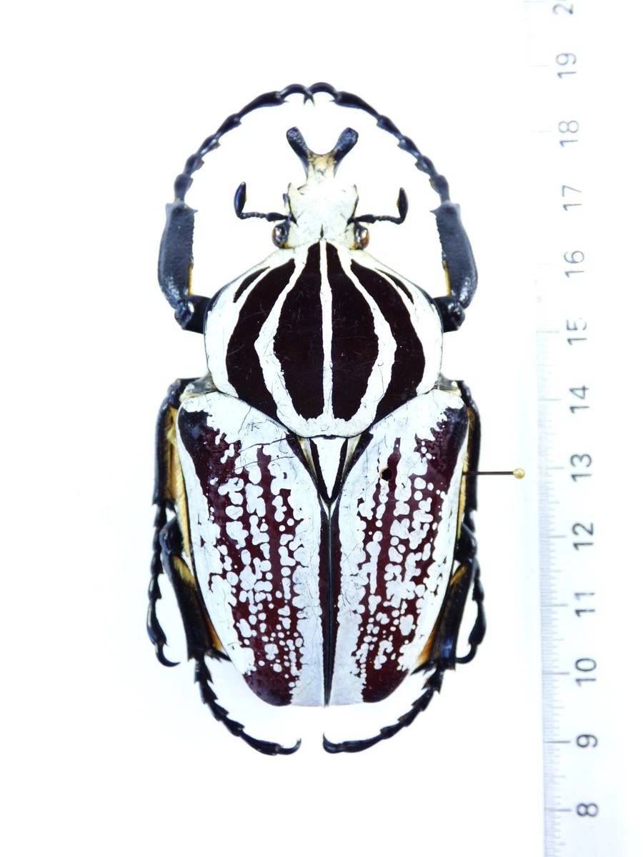 Goliathus Beetle for sale | eBay