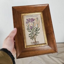 Antico e raro quadro con stampa botanica originale del 1600