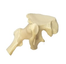 GPI 1998 Functional Hip Joint Model Anatomy Human Body Simulation Ligaments