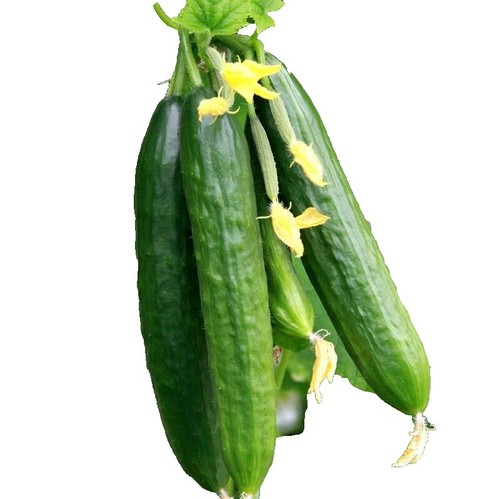 Snackgurken Hopeline F1 Saatgut Von Dürr-Samen - Foto 5