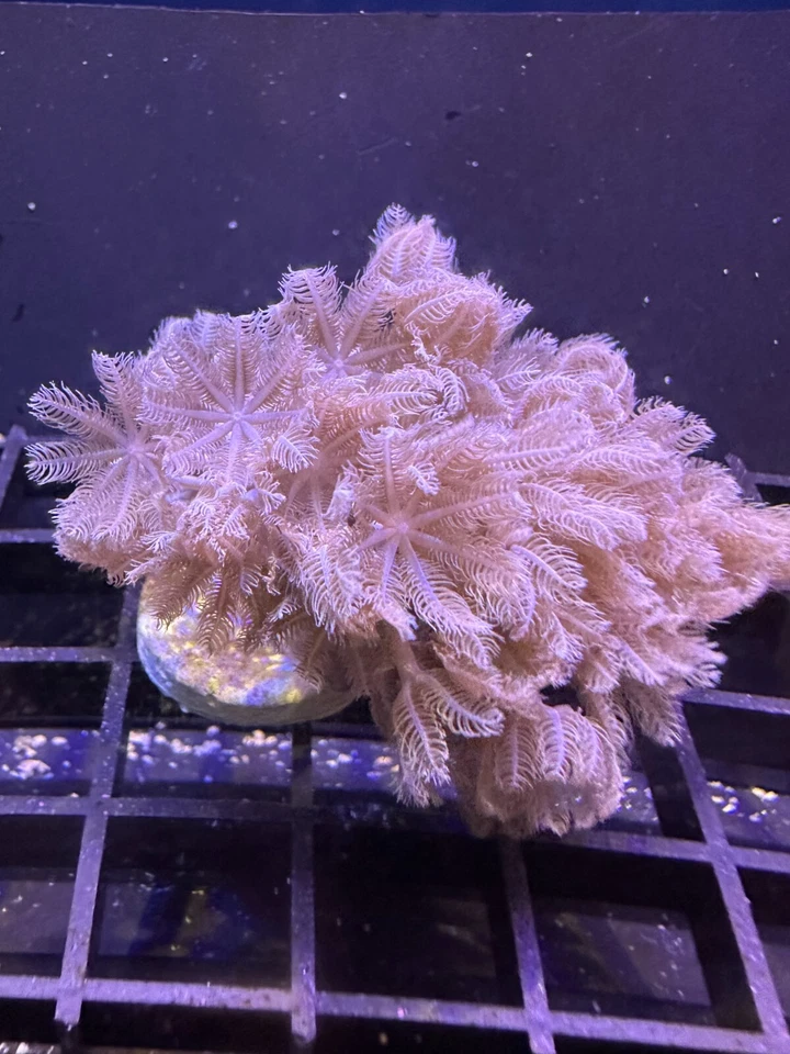 CORAL AQUA CULT Live Soft Coral Xenia Pulsing 1"+