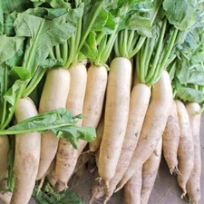 Daikon Radish Seeds - Fast Growing, Edible, Sprouting, Cover Crop NON-GMO