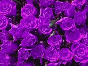 dark purple rose bush