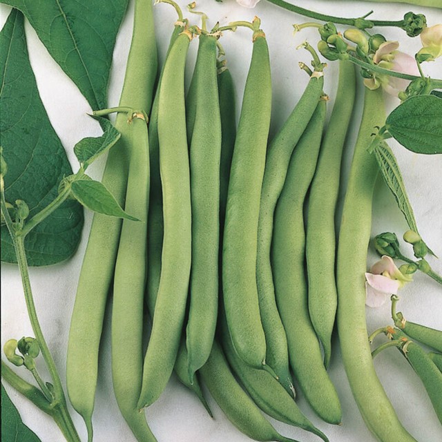 Half Runner Green Beans For Sale