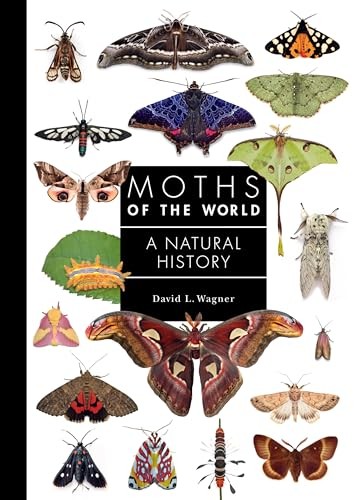 David Wagner - Moths Of The World A Natural History - Hardback - G245Z-image