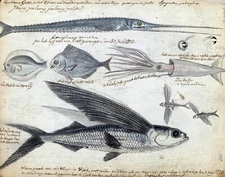 13117.Decor Poster.Wall Room home art vintage design.Flying Fish illustration