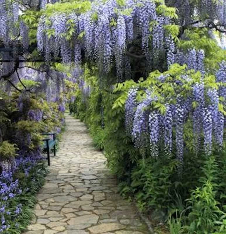 Blauregen Domino 40-60cm - Wisteria floribunda - Bild 1 von 1