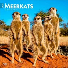 Meerkats | 2026 12x24" (Hanging) Monthly Square Wall Calendar | Plastic-Free