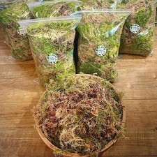 Live Welsh Sphagnum Moss