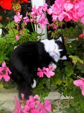 Kantenhocker Niedlich Katze Kunstfell schwarz Weiß Figur Kantensitzer