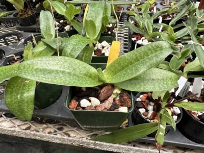 DARK PINK MULTIFLORAL PAPH ORCHID PRIMARY Wössner Vietnam Star NBS ...