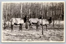 Banff Alberta Herd Gang of Elk Byron Harmon 195 RPPC Postcard AB