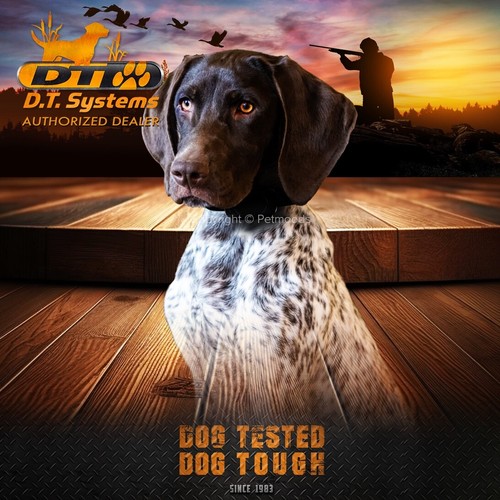 DT Systems DD 700 Add-On Collar Dog Receiver Orange Strap MAXX-Range 360° - Picture 5 of 6