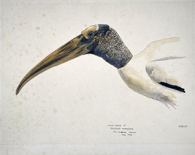 Terence Michael Shortt (1911-1986) - Aquarell Gemälde - Holzstorch - 1946