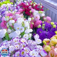 Lisianthus Seeds, Pack of 100 Mixed Color Eustoma Grandiflorum Se