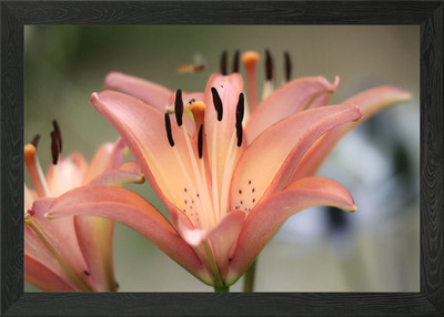 Peach Lily with Bee Framed Wall Art Poster Canvas Print Picture