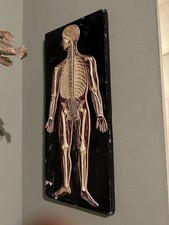 Pannello Anatomico Gesso Con Segni del Tempo Su Sfondo Nero