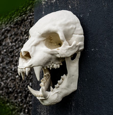 Werewolf Skull Wall Art Replica Life Size Cryptid Skull Horror Display