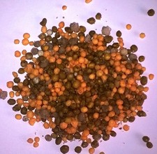 Slow Release Fertilizer - 12 month supply -Christmas Tree Conifer Feed x 200gram