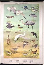 Vint. Pennsylvania Bird Chart Pansh & Water Birds Orig. Arte gráfico de Ned Smith