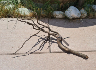 Sera Scaper Root M Wurzel 37x21x14cm Holz für Welse Garnelen Fische Aquarium