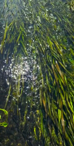 Jungle Vallisneria Americana Rubia 🌿 - Picture 7 of 7