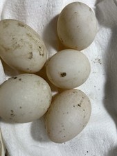 Call Duck Hatching Eggs Lot of 5 +White Poult...