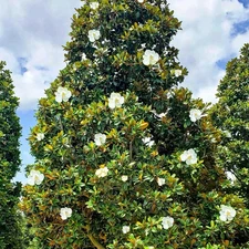 Southern Magnolia Tree 1-2ft Now Beautiful Evergreen Foliage And Fragrant Blooms