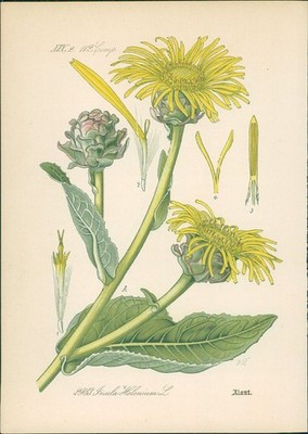 Chromolithographie : Echter Alant. Inula Helenium L. Compositae. Syn. Aster Hele