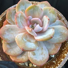 Echeveria ' cream tea ', single head, 4.1inches, S03
