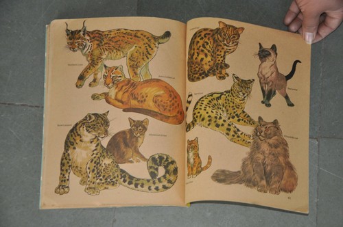 Vintage "The How & Why Wonder Book Of Cats' Litho Book, London - Bild 10 von 11