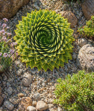 Sale2131 Spiral-Aloe Aloe polyphylla Aloe Vera 2 Samen