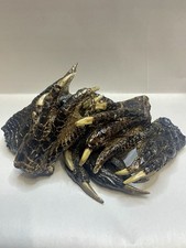 Lot Of 5 Large American Alligator Feet 4-6&rdquo; Louisiana