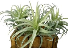 Artificial Plants Faux Succulents Plants Unpotted Small Tillandsia Look Real ...