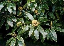 Pittosporum eugenioides Lemonwood tree Tarata 5 Seeds