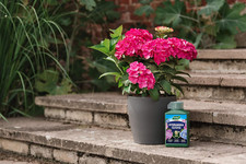 20100444 Hydrangea High Performance Liquid Plant Food 1 Litre, Green 8.81 per litre
