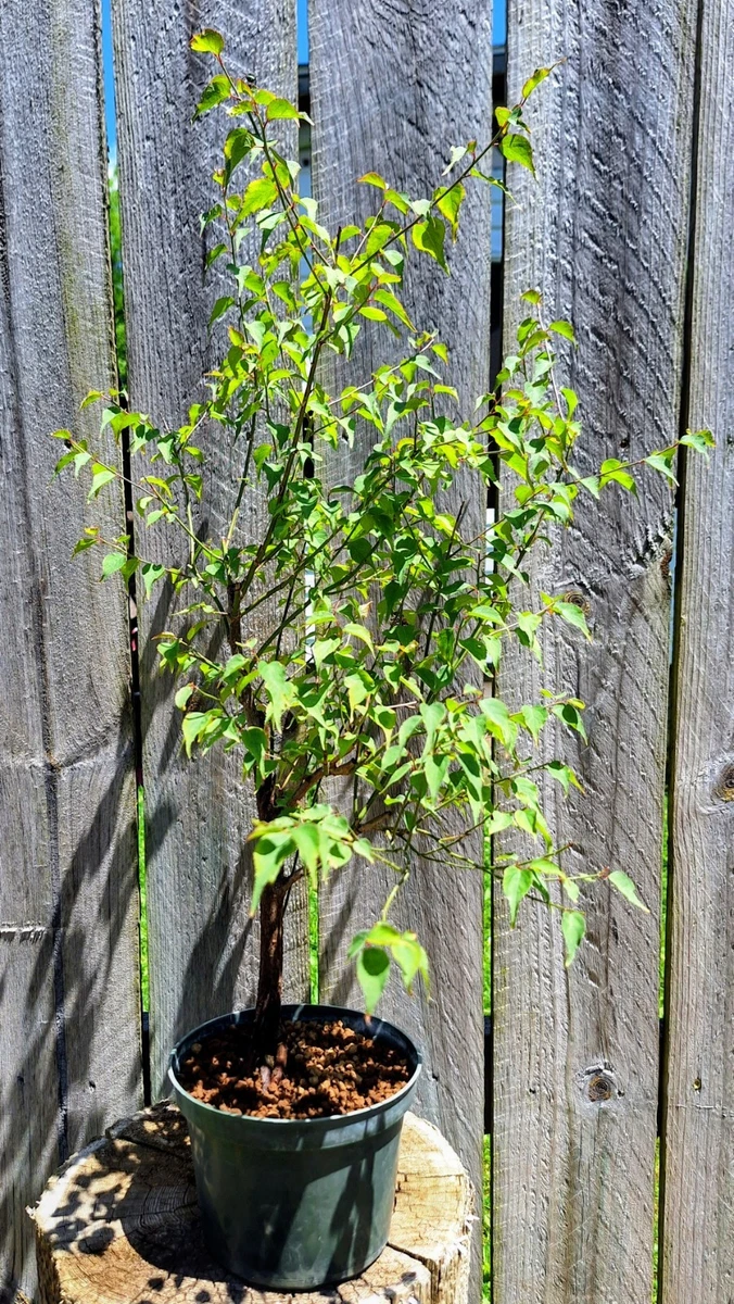 hanging planter boxes for fence Outsunny Rattan Look Self-Watering Railing Planter Box Set