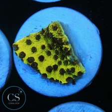 CS LA LAKERS MONTI - WYSIWYG LIVE CORAL