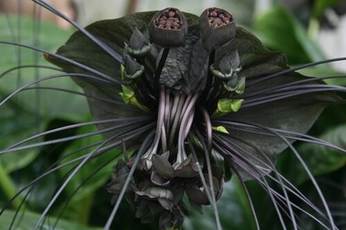 Schwarze Fledermausblume - Black bat flower -Tacca chantrieri 5+ Samen W 183 - Picture 1 of 1