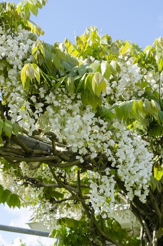 Japanischer Blauregen 'Longissima Alba' - Weisser Regen - Ø15cm - ↕65cm - Bild 6 von 8