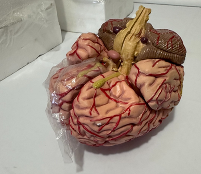 #ad #ad Life Size Human Brain Models for Anatomy Study $70.00
