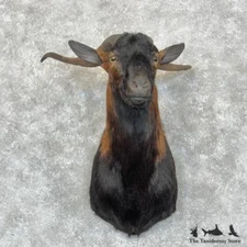 #29455 P | Balerean Goat Taxidermy Shoulder Mount For Sale