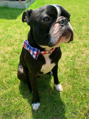 Dog Collar Original Leather Tartan Pet Collar With Bow Decoration - Picture 55 of 70