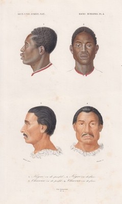 afrikanischer Mann man Afrika Africa Portrait engraving Orbigny Stahlstich 1841