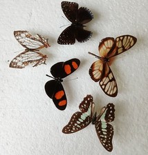  Butterfly Collection Set x5 A2 Ideal For Photography.