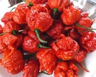 ? 100% Genuine Worlds Hottest Carolina Reaper Naga Chilli Seeds ?